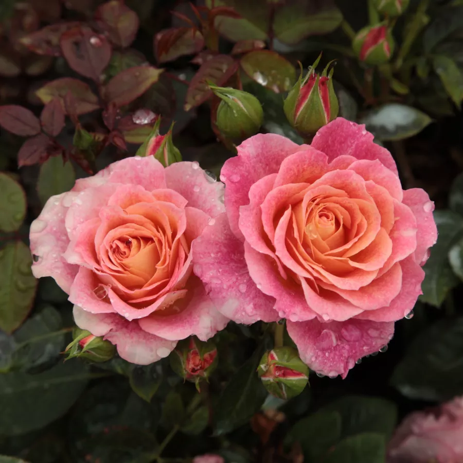 Czerwony żółty - Róża - Michelle Bedrossian™ - Szkółka Róż Rozaria