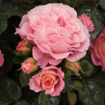 Rosa Michelle Bedrossian™ - czerwony żółty - róże rabatowe grandiflora