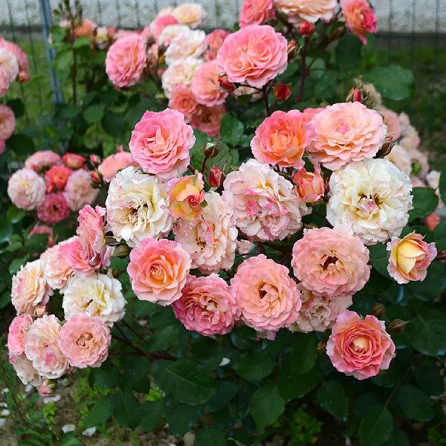 MASmibed - Rosa - Michelle Bedrossian™ - Produzione e vendita on line di rose da giardino