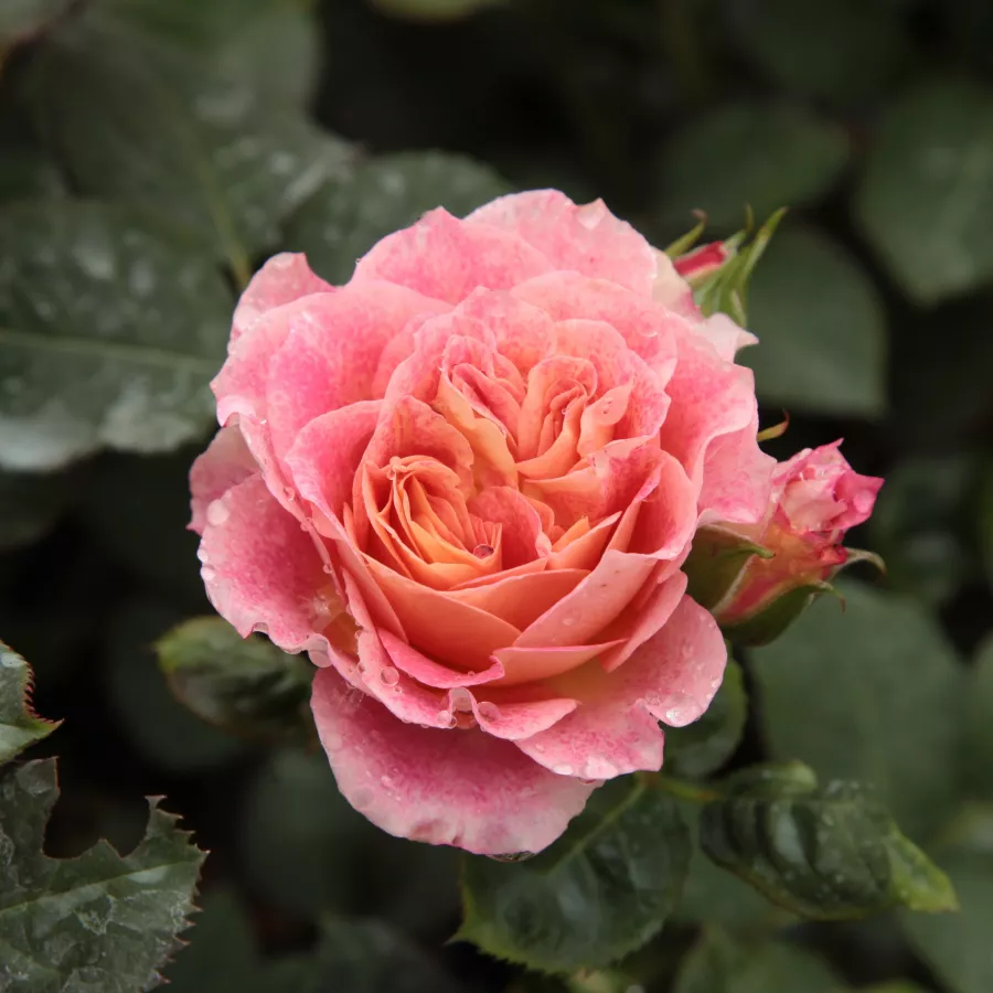 Grandiflora - Floribunda, Shrub - Rosa - Michelle Bedrossian™ - Produzione e vendita on line di rose da giardino