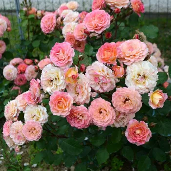 Mischung von grellrot und gelb - floribunda-grandiflora rosen   (90-120 cm)