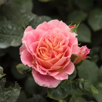 Rosen Online Shop - floribunda-grandiflora rosen  - rot-gelb - Rosa Michelle Bedrossian™ - duftlos - Dominique Massad - Ihre Blütenfarbe ändert sich durchgehend während des Blühens von Rot über Gelb bis Rosa.
