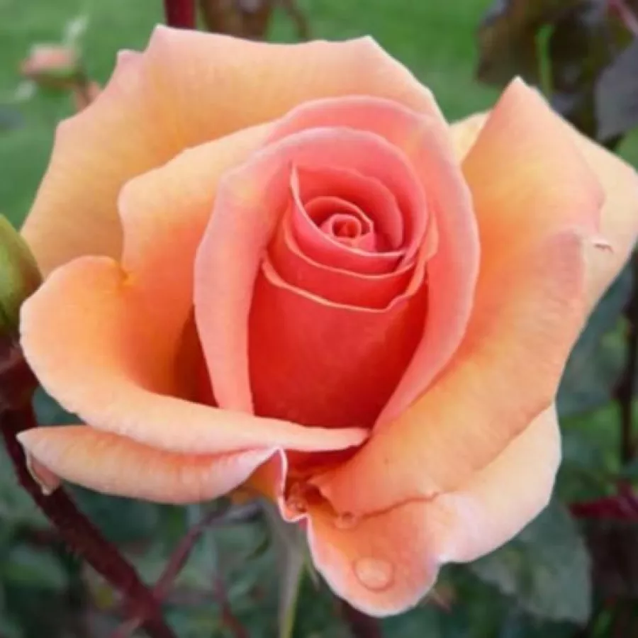 Naranja - Rosa - Apricot Silk - Comprar rosales online