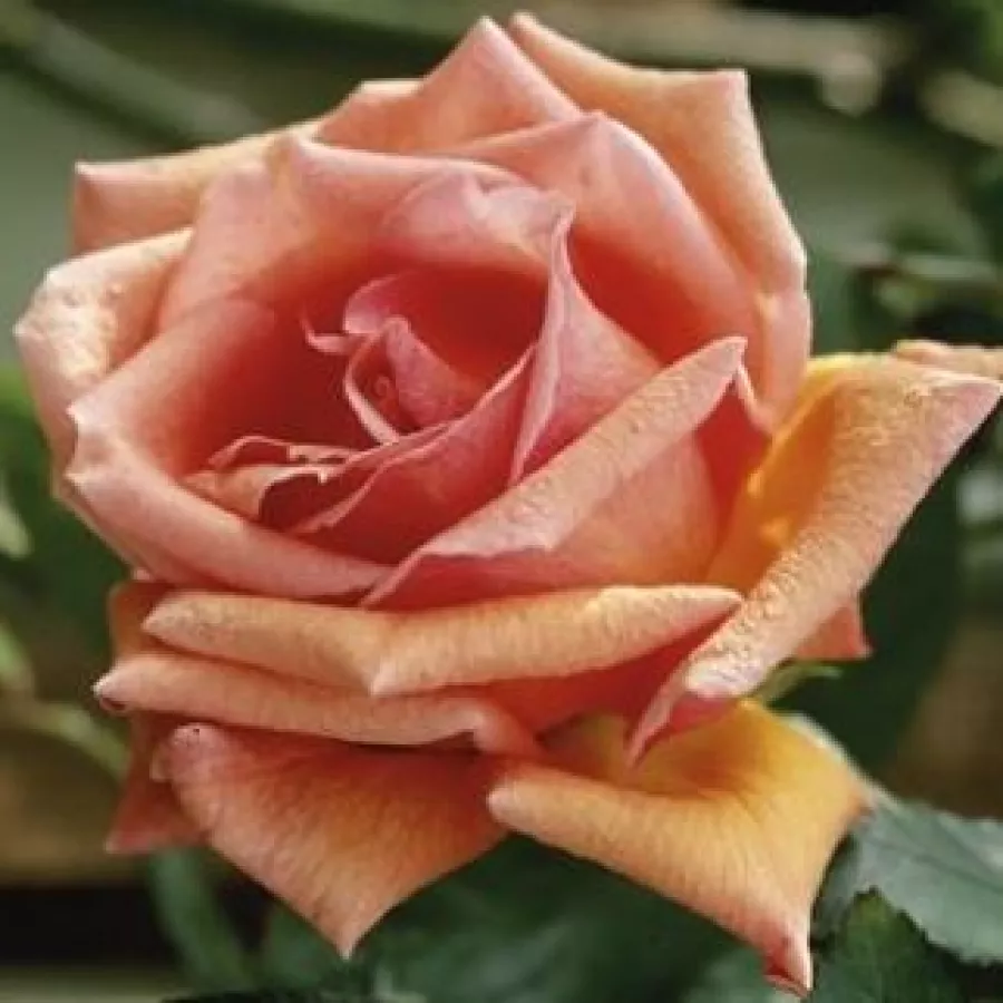 Apricot Silk - Rózsa - Apricot Silk - Online rózsa rendelés