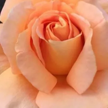 Ružová - školka - eshop  - čajohybrid - oranžový - stredne intenzívna vôňa ruží - broskyňová aróma - Apricot Silk - (60-130 cm)