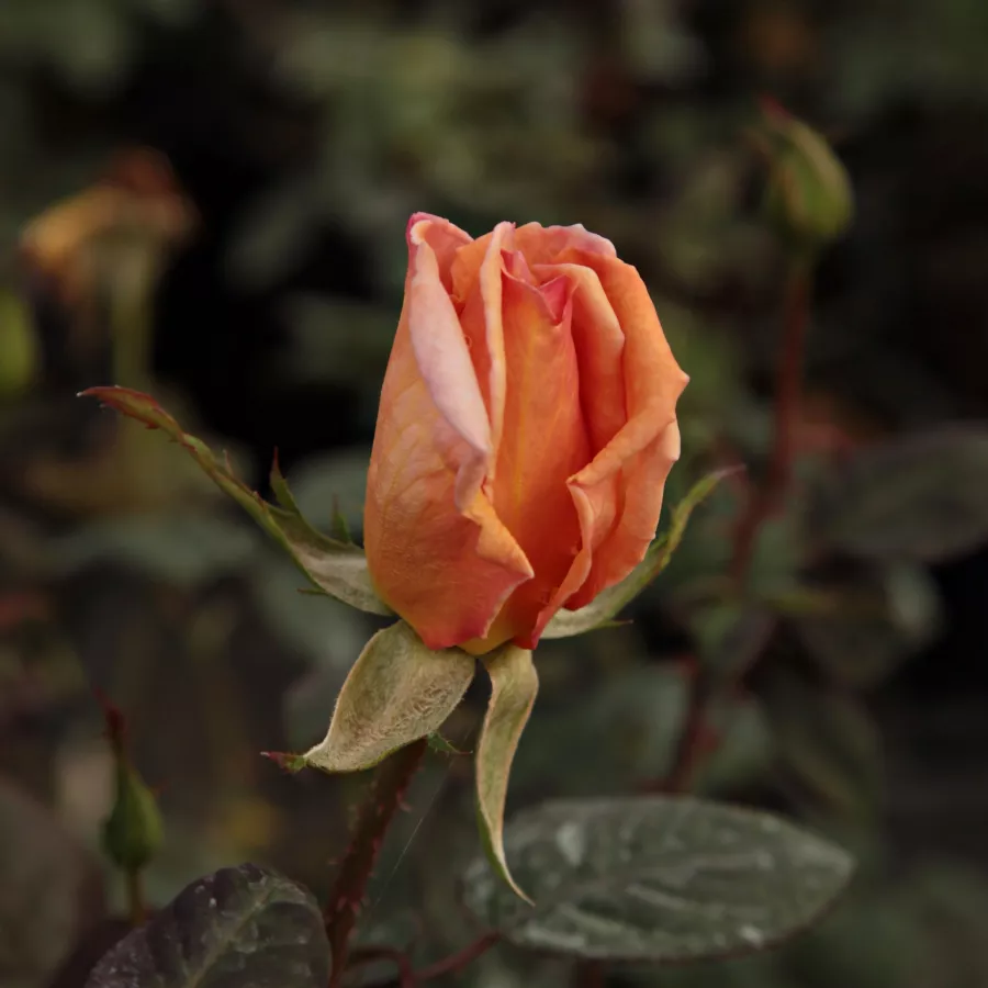 árbol de rosas híbrido de té – rosal de pie alto - Rosa - Apricot Silk - rosal de pie alto