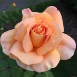Stromčekové ruže - oranžový - Rosa Apricot Silk - stredne intenzívna vôňa ruží - broskyňová aróma