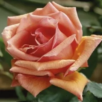 Világos narancssárga - rózsaszín árnyalat - teahibrid rózsa - közepesen illatos rózsa - barack aromájú