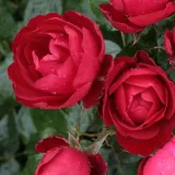 Vörös - virágágyi floribunda rózsa - Online rózsa vásárlás - Rosa Milano® - közepesen illatos rózsa - grapefruit aromájú
