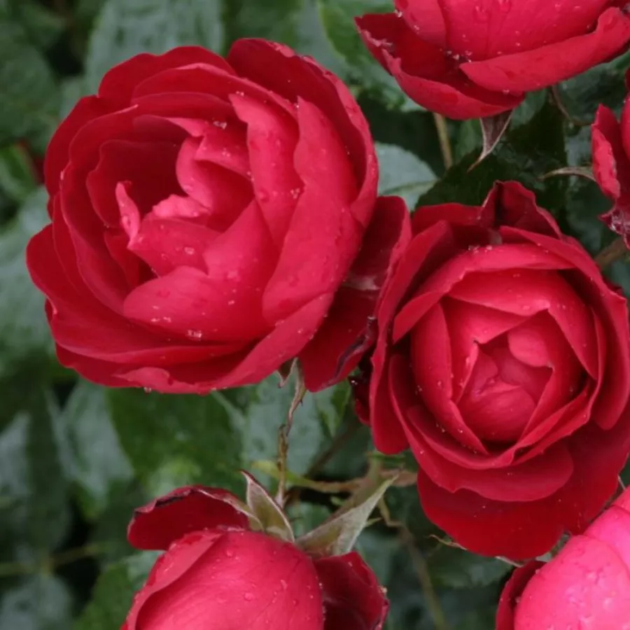 Róże rabatowe grandiflora - floribunda - Róża - Milano® - Szkółka Róż Rozaria
