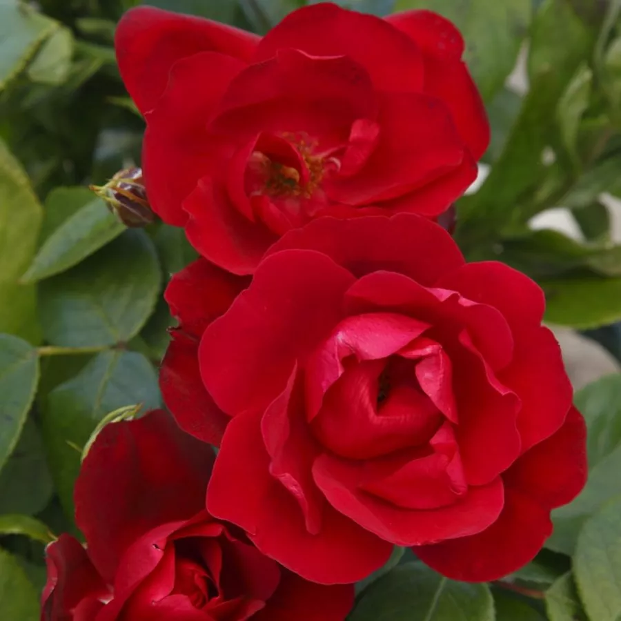 červený - Ruža - Milano® - Ruže - online - koupit