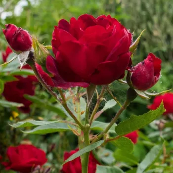 Rosa Milano® - czerwony - róże rabatowe grandiflora - floribunda