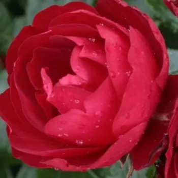 Ružová - školka - eshop  - záhonová ruža - floribunda - červený - stredne intenzívna vôňa ruží - aróma grapefruitu - Milano® - (60-70 cm)