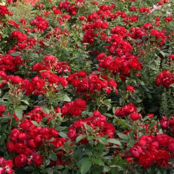 Vörös - virágágyi floribunda rózsa - közepesen illatos rózsa - grapefruit aromájú