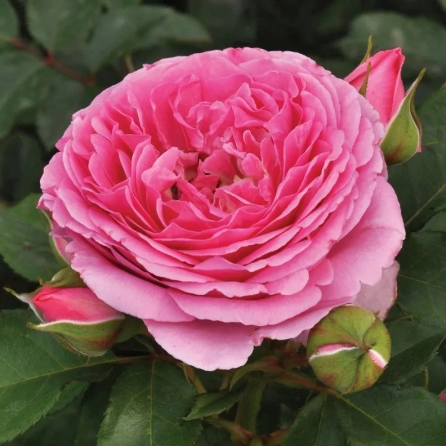 Róża o intensywnym zapachu - Róża - Mileva™ - sadzonki róż sklep internetowy - online