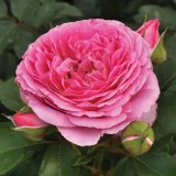 Rózsaszín - Rosa Mileva™ - nosztalgia rózsa - online rózsa vásárlás - intenzív illatú rózsa - édes aromájú