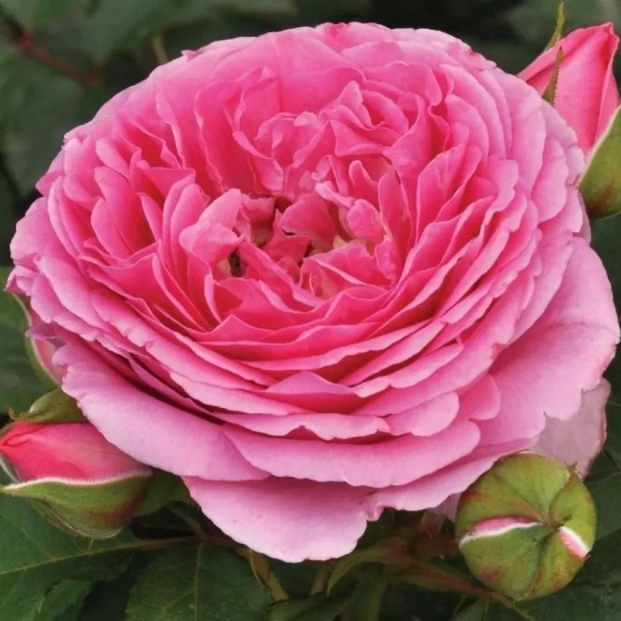 Nostalgische rose - Rosen - Mileva™ - rosen online kaufen