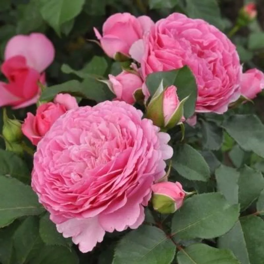 Rozetkowy - Róża - Mileva™ - sadzonki róż sklep internetowy - online