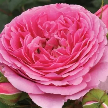 Nakup vrtnic na spletu - roza - nostalgična vrtnica - intenziven vonj vrtnice - sladka aroma - Mileva™ - (60-70 cm)