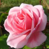Rózsaszín - virágágyi floribunda rózsa - Online rózsa vásárlás - Rosa Milrose - diszkrét illatú rózsa - savanyú aromájú