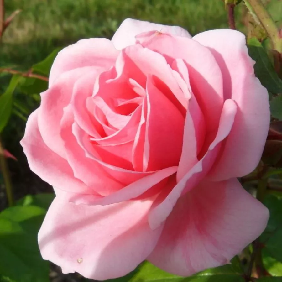 Róże rabatowe grandiflora - floribunda - Róża - Milrose - Szkółka Róż Rozaria