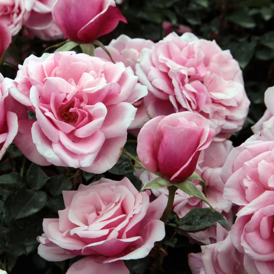 Ružová - Ruža - Milrose - Ruže - online - koupit