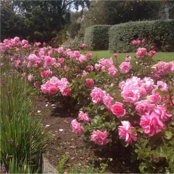 Rózsaszín - virágágyi floribunda rózsa - diszkrét illatú rózsa - savanyú aromájú
