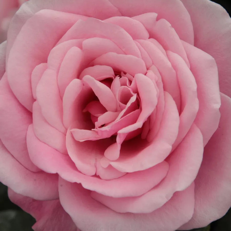 Floribunda, Polyantha - Rosa - Milrose - Produzione e vendita on line di rose da giardino