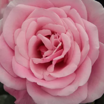 Rosen Gärtnerei - floribundarosen - rosa - Rosa Milrose - diskret duftend - Georges Delbard, Andre Chabert - Gruppenweise blühend, bei geöffneten Blüten schöne Beetrose.