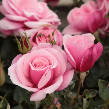 Rosa Milrose - roz - trandafiri pomisor - Trandafir copac cu trunchi înalt – cu flori în buchet