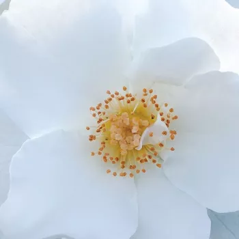 Online rózsa kertészet - fehér - virágágyi polianta rózsa - Milly™ - diszkrét illatú rózsa - ibolya aromájú - (40-50 cm)