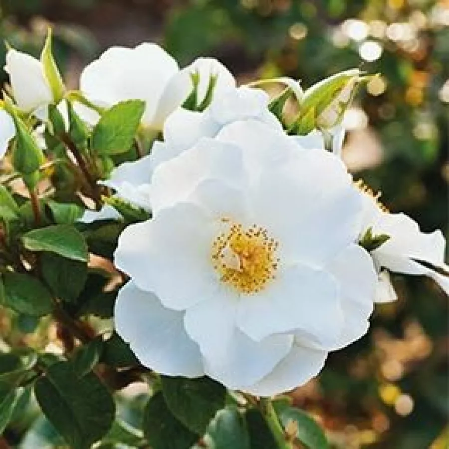 Biely - Ruža - Milly™ - Ruže - online - koupit
