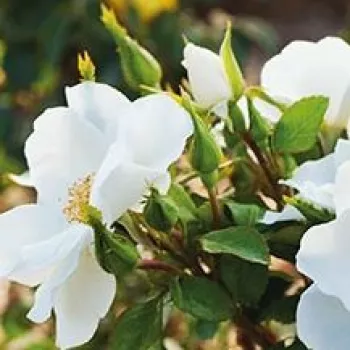 Rosa Milly™ - fehér - virágágyi polianta rózsa