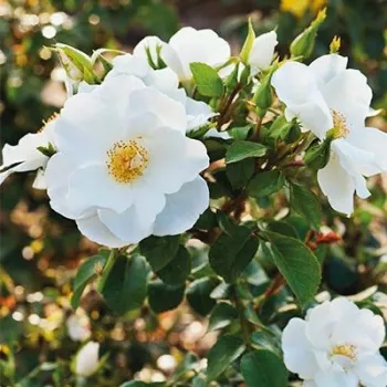 Blanco puro - árbol de rosas de flor simple - rosal de pie alto - rosa de fragancia discreta - de violeta