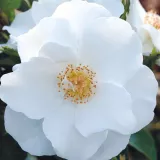 Záhonová ruža - polyanta - biely - Rosa Milly™ - mierna vôňa ruží - fialová aróma