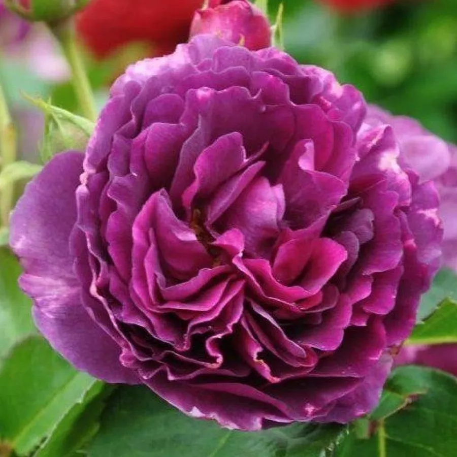 Róże rabatowe grandiflora - floribunda - Róża - Minerva™ - Szkółka Róż Rozaria