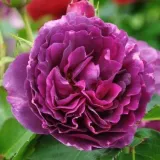 Vrtnice Floribunda - vijolična - Vrtnica intenzivnega vonja - Rosa Minerva™ - Na spletni nakup vrtnice