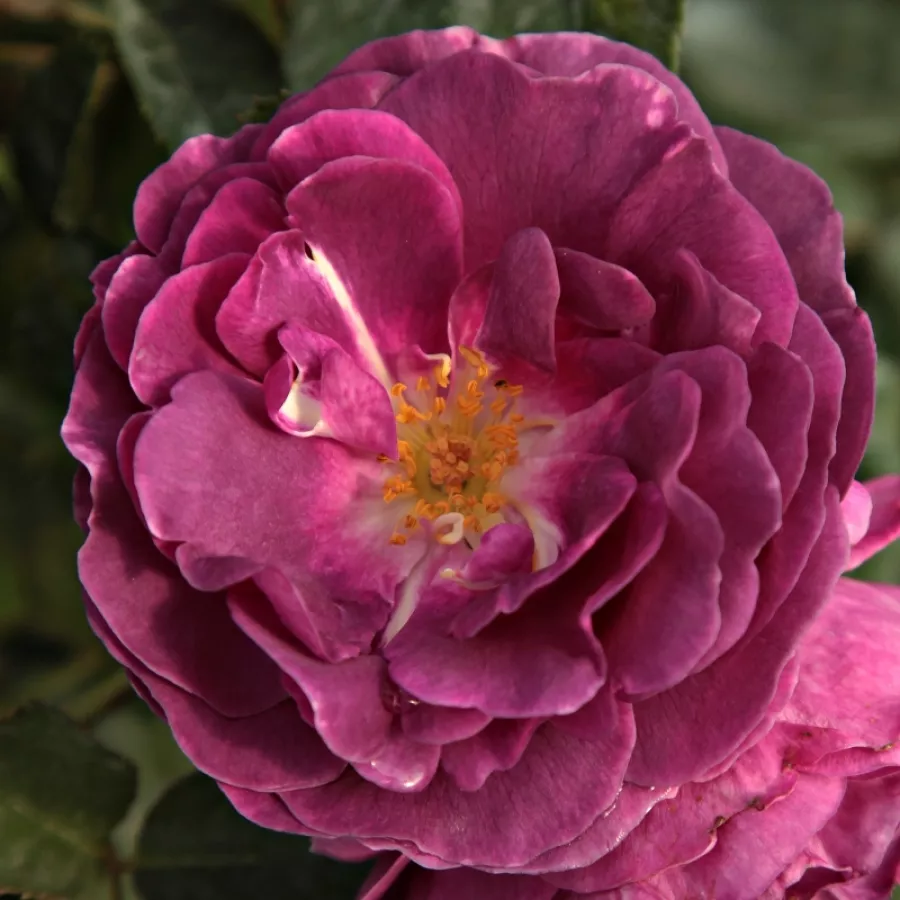 Morado - Rosa - Minerva™ - Comprar rosales online