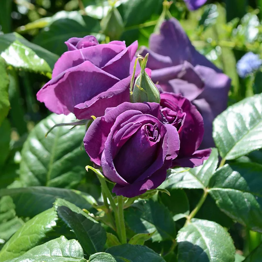 Intenzívna vôňa ruží - Ruža - Minerva™ - Ruže - online - koupit