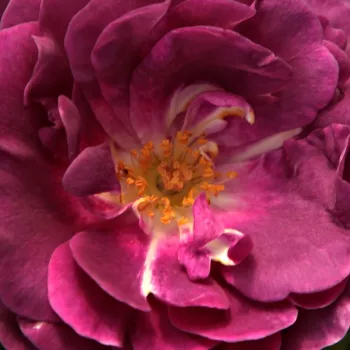 Online rózsa kertészet - virágágyi floribunda rózsa - lila - intenzív illatú rózsa - gyümölcsös aromájú - Minerva™ - (70-80 cm)