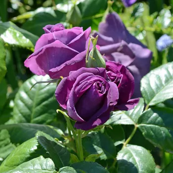 Rosa Minerva™ - violet - trandafiri pomisor - Trandafir copac cu trunchi înalt – cu flori în buchet
