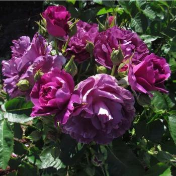 Violet - trandafiri pomisor - Trandafir copac cu trunchi înalt – cu flori în buchet