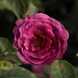 Lila - intenzív illatú rózsa - gyümölcsös aromájú - Online rózsa vásárlás - Rosa Minerva™ - virágágyi floribunda rózsa