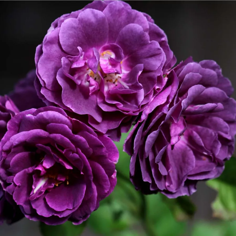 Floribunda ruže - Ruža - Minerva™ - sadnice ruža - proizvodnja i prodaja sadnica