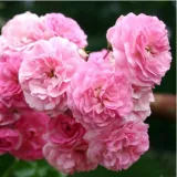 Rózsaszín - történelmi - rambler, futó - kúszó rózsa - Online rózsa vásárlás - Rosa Minnehaha - közepesen illatos rózsa - --