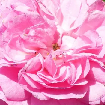 Rózsák webáruháza. - rózsaszín - történelmi - rambler, futó - kúszó rózsa - Minnehaha - közepesen illatos rózsa - -- - (450-610 cm)