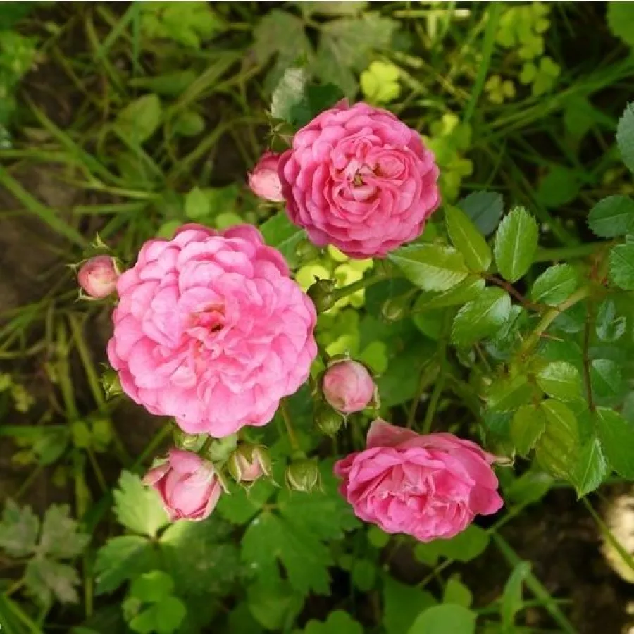Roz - Trandafiri - Minnehaha - Trandafiri online