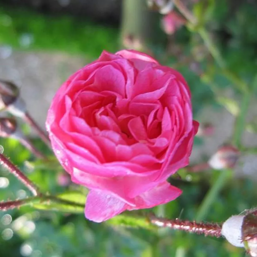 Rosa mediamente profumata - Rosa - Minnehaha - Produzione e vendita on line di rose da giardino