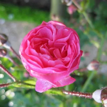 Rosa Minnehaha - różowy - róże historyczne - róże pnące ramblery
