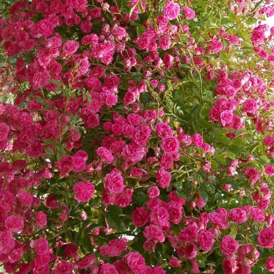 Minnehaha - Rosa - Minnehaha - Produzione e vendita on line di rose da giardino
